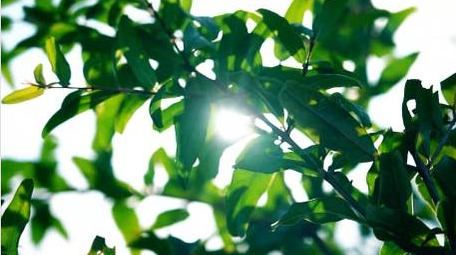 自然写意实拍夏天绿叶透光光影唯美视频