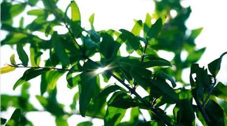 自然写意实拍夏天绿叶透光光影唯美视频