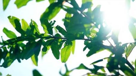 自然写意实拍夏天绿叶透光光影唯美视频