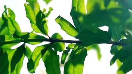 自然写意实拍夏天绿叶透光光影唯美视频