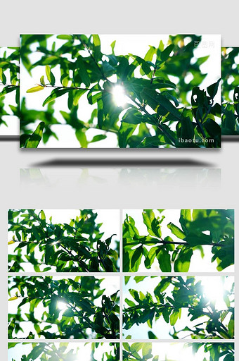 自然写意实拍夏天绿叶透光光影唯美视频图片