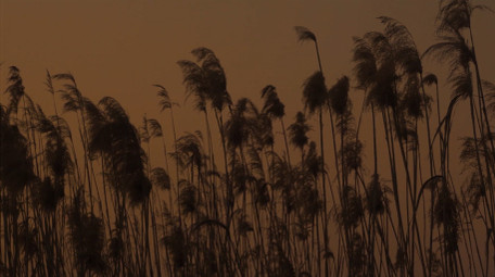 自然写意秋天落日夕阳美景4K