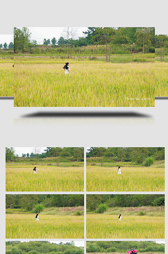 人物形象女孩在田埂奔跑4K视频图片