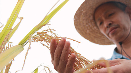 农业人像农民伯伯手摸稻谷4K