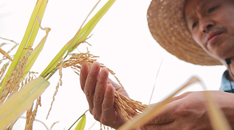 农业人像农民伯伯手摸稻谷4K