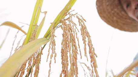 农业人像农民伯伯手摸稻谷4K