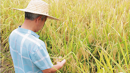 农业人像农民在田野瞭望稻田4K
