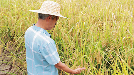 农业人像农民在田野瞭望稻田4K