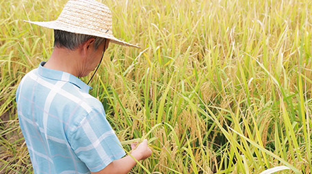 农业人像农民在田野瞭望稻田4K