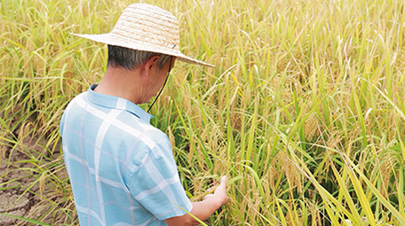 农业人像农民在田野瞭望稻田4K
