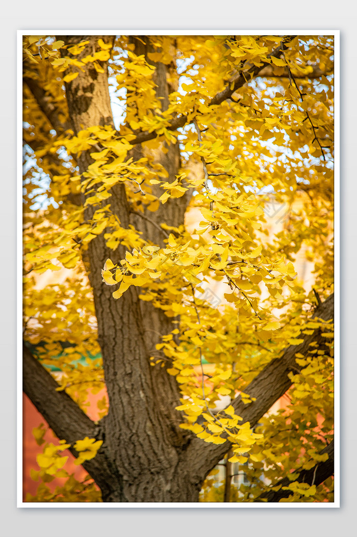 北京秋天故宫和金黄银杏树落叶图片图片