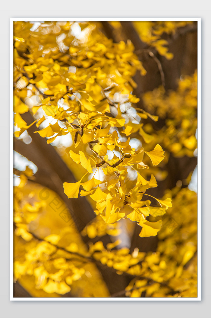 北京秋天金黄银杏树落叶图片图片