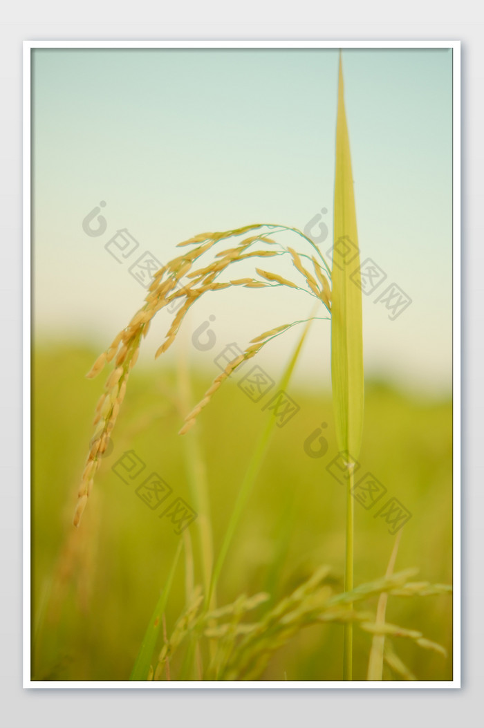 秋收的麦田里稻穗摄影图片图片