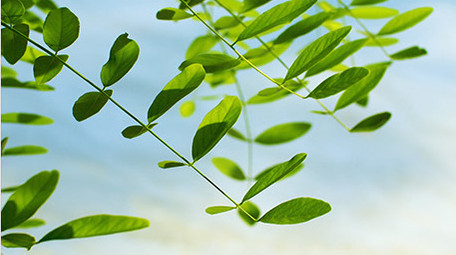 自然清新阳光绿叶风景空镜实拍