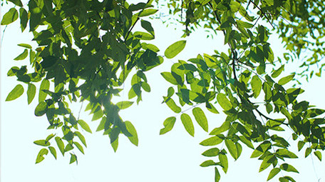 自然清新阳光绿叶风景空镜实拍