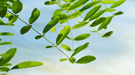 自然清新阳光绿叶风景空镜实拍