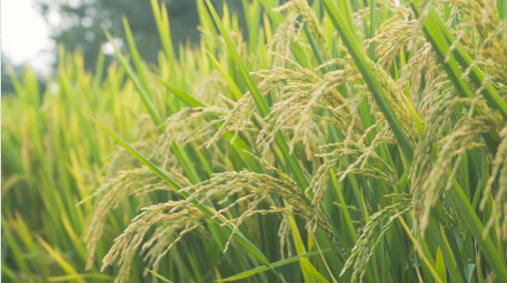 水稻成熟稻穗特写自然写意4K