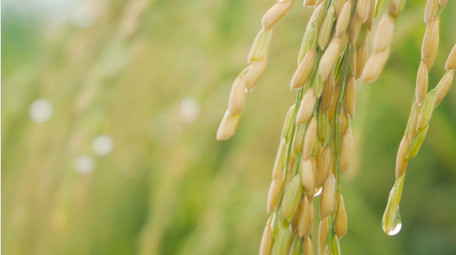 水稻成熟稻穗特写自然写意4K