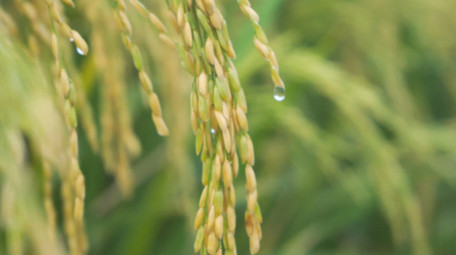 水稻成熟稻穗特写自然写意4K