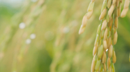 水稻成熟稻穗特写自然写意4K