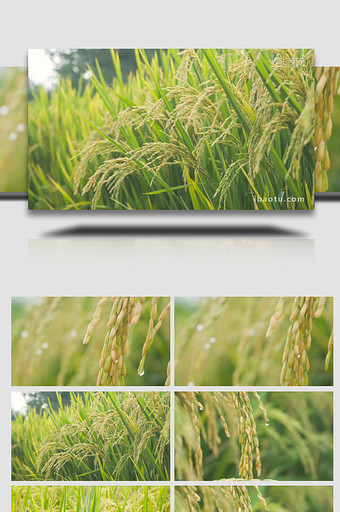 水稻成熟稻穗特写自然写意4K图片
