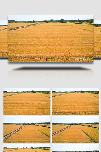 农业丰收金色麦田麦子成熟4K图片