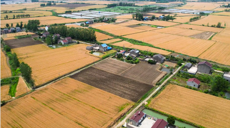 农业丰收乡村农田金色麦田4K