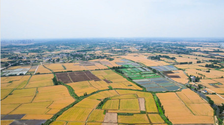 农业丰收乡村农田金色麦田4K