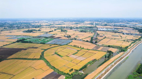 农业丰收乡村农田金色麦田4K