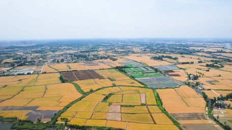农业丰收乡村农田金色麦田4K