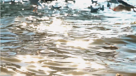 自然湖面上的海鸥鸟类动物实拍