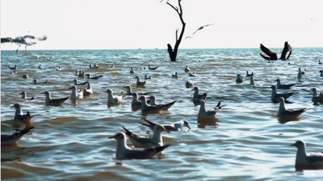 自然湖面上的海鸥鸟类动物实拍