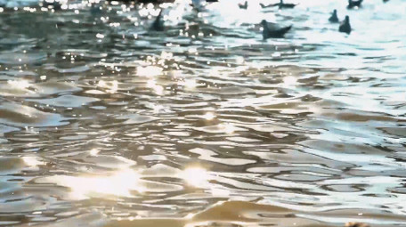 自然湖面上的海鸥鸟类动物实拍