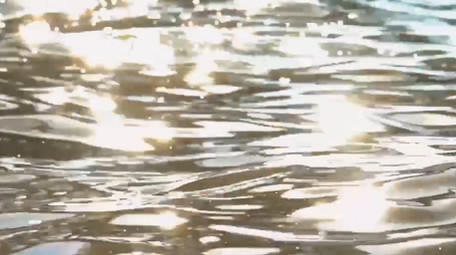 自然湖面上的海鸥鸟类动物实拍