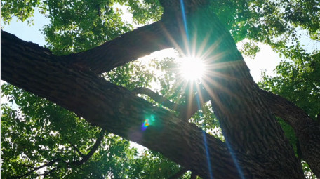 唯美秋天森林光线绚烂实拍视频