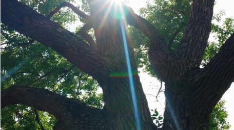 唯美秋天森林光线绚烂实拍视频