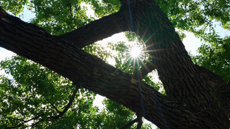 唯美秋天森林光线绚烂实拍视频