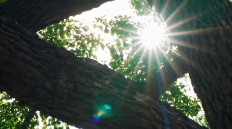 唯美秋天森林光线绚烂实拍视频