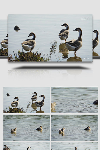 唯美鸭子戏水家禽动物空镜实拍图片