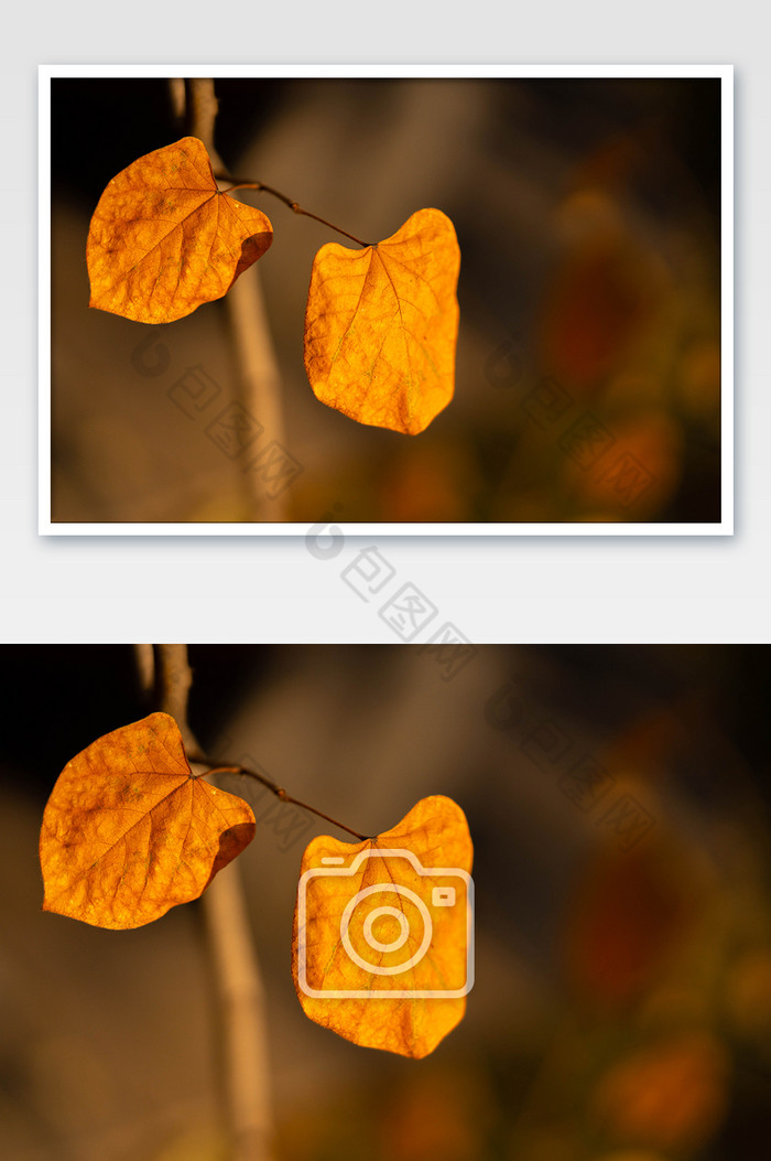 秋季树叶黄树叶景色图片图片