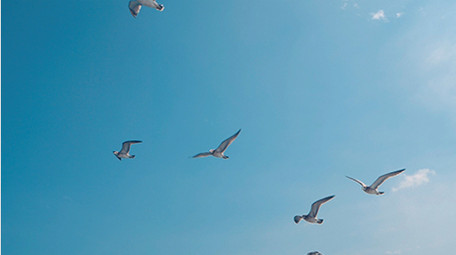 实拍海鸥蓝天大海上翱翔觅食视频