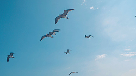 实拍海鸥蓝天大海上翱翔觅食视频