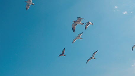 实拍海鸥蓝天大海上翱翔觅食视频