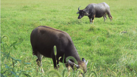 草原上吃草的动物乡村水牛4K