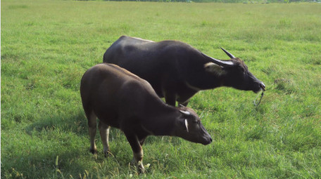 草原上吃草的动物乡村水牛4K