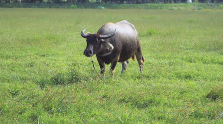 草原上吃草的动物乡村水牛4K