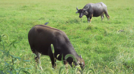 草原上吃草的动物乡村水牛4K