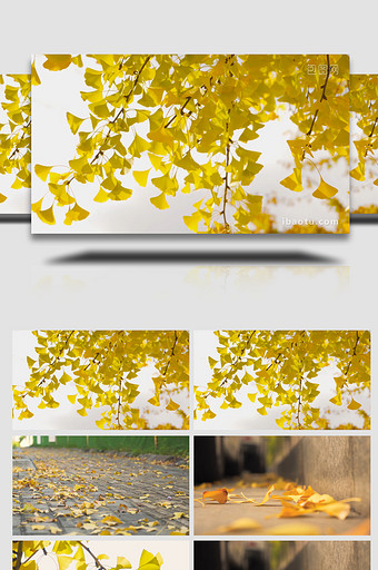 秋天风景金黄色银杏自然写意4K图片