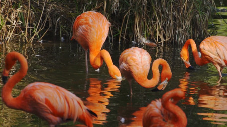 自然简约火烈鸟戏水鸟类动物实拍