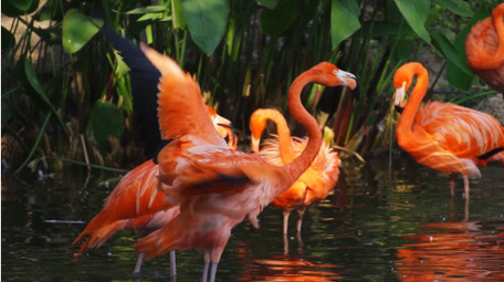 自然简约火烈鸟戏水鸟类动物实拍